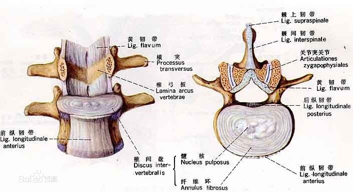 頸椎間盤(pán)結(jié)構(gòu)